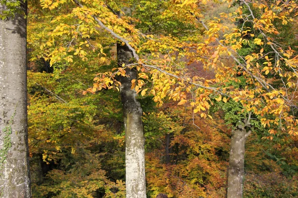 Bosque en otoño — Foto de Stock