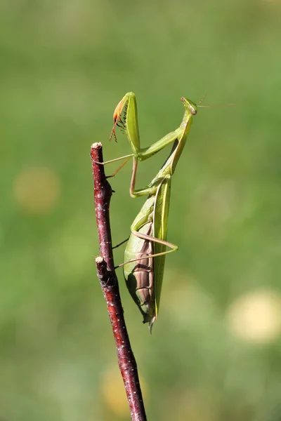 Mantis. — Fotografia de Stock