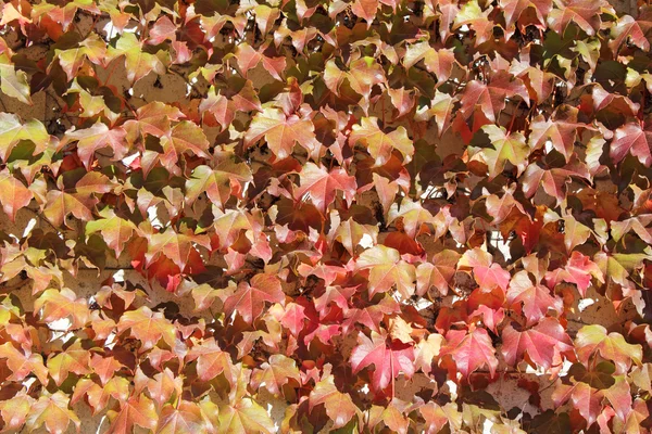 Herbstblätter — Stockfoto