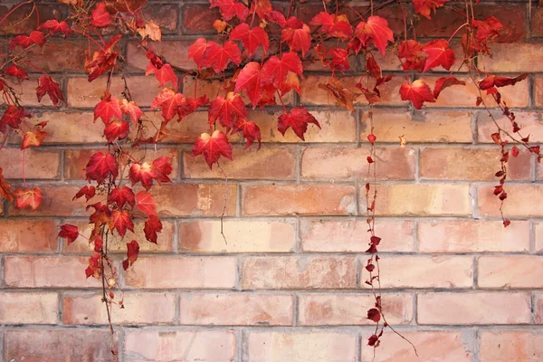 Herbstblätter — Stockfoto