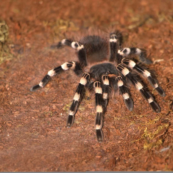 Tarantula — Stock Photo, Image