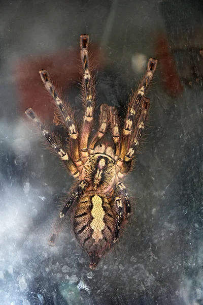 Spider tarantula — стоковое фото
