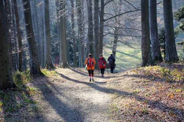 Spaziergang im Wald — Stockfoto