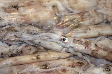 Fresh squid