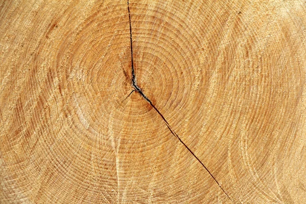 Tvärsnitt träd — Stockfoto