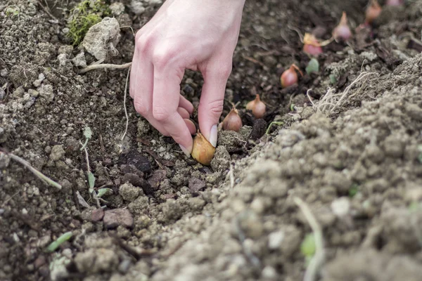 Plantando horta — Fotografia de Stock