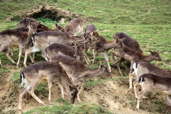 Genç geyikler sürüsü — Stok fotoğraf