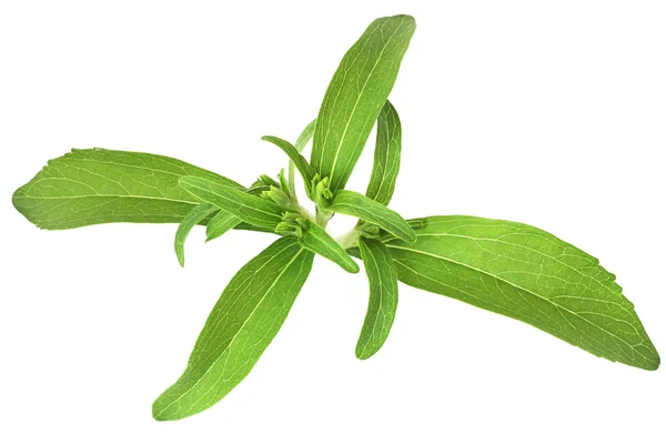 Stevia rebaudiana — Foto Stock