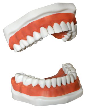 Medical Dentures clipart