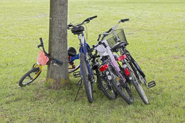 Rowery, opierając się na drzewo — Zdjęcie stockowe