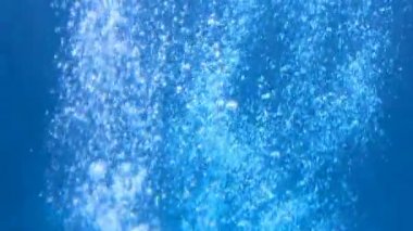 şişe burunlu yunuslar