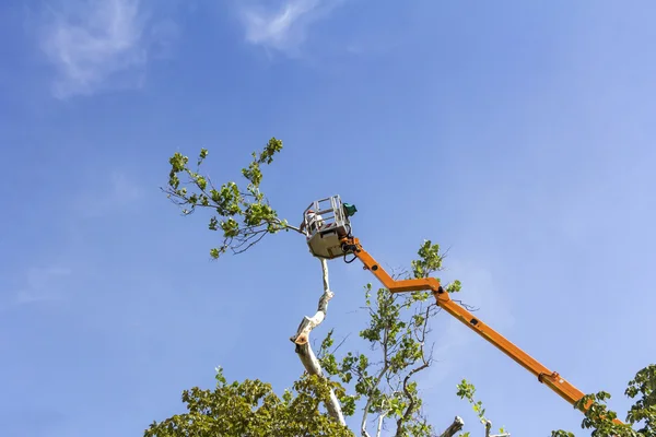 Tagliare gli alberi con una motosega — Foto Stock