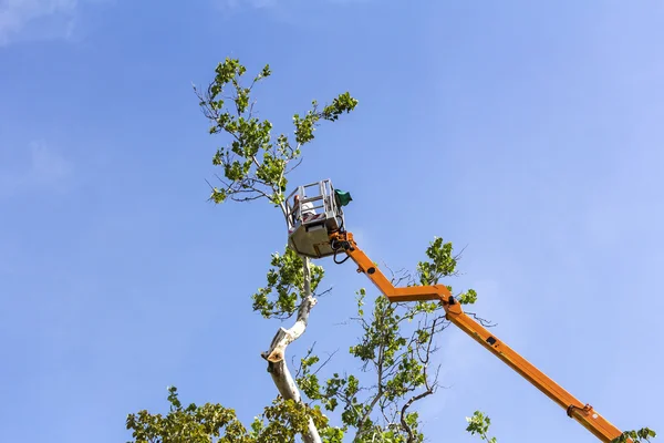 Trimming trees with a chainsaw — Stock Photo, Image