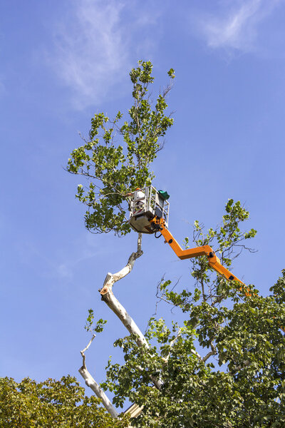 Trimming trees with a chainsaw