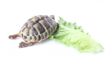 salata yemek kaplumbağa