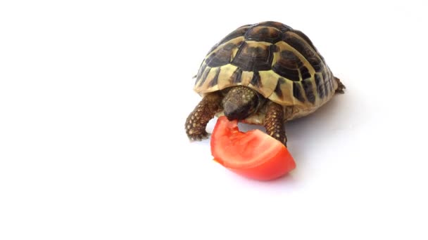 Schildpad eten tomaten — Stockvideo