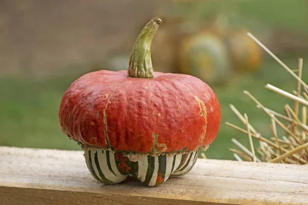 Small Cute Decorative Pumpkin Clos — Stock Photo, Image