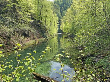 Hırvatistan 'ın Kamacnik, Gorski kotar nehri üzerindeki ahşap köprülerle yürüyüş yolu