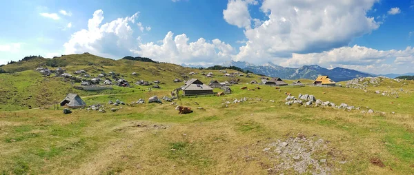 Herdsmens Καλύβες Και Αγελάδες Στο Οροπέδιο Big Mountain Στη Σλοβενία — Φωτογραφία Αρχείου