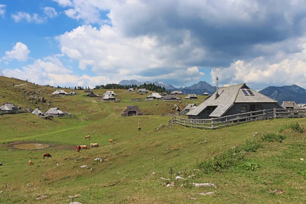 Herdsmens Huts Cows Big Mountain Plateau Slovenia Kamnik Savinja Alps —  Fotos de Stock