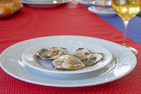 Oysters on a plate and a glass of white win