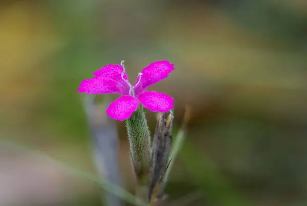 Ziemlich Kleine Lila Blume Nahaufnahme Foto Einer Lila Blume Auf — Stockfoto
