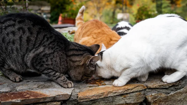 Group Stray Cats Eating Close Photo Few Cats Eating Dry — Stock Photo, Image
