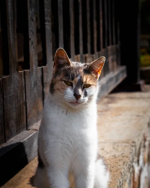 Tekir Dişi Kedi Resim Için Poz Veriyor Tekir Bir Kedi — Stok fotoğraf