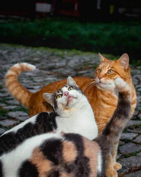 Três Gatos Vadios Implorando Por Comida Foto Perto Alguns Gatos — Fotografia de Stock