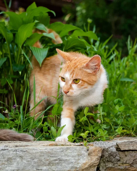 Young ginger cat hunting, photo of cute kitten