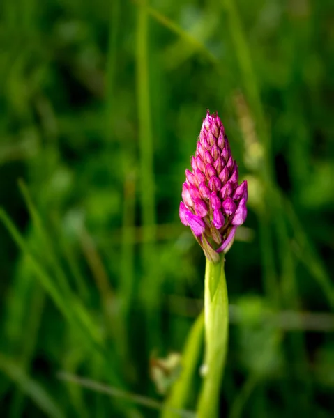 Vibrant Photo Purple Spring Flower Close Detailed Image Flower — Stockfoto