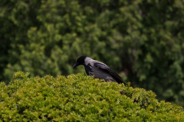 Cuervo en un árbol — Foto de Stock