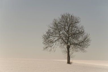 Kış güneş ışığı ağacında