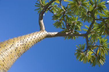 Madagascar palm tree clipart