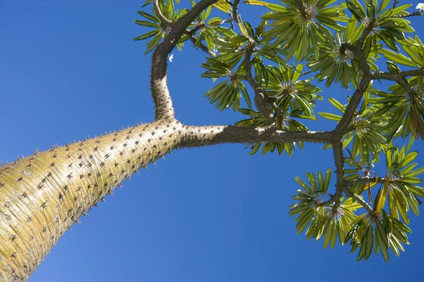 Madagascar palm tree — Stock Photo, Image