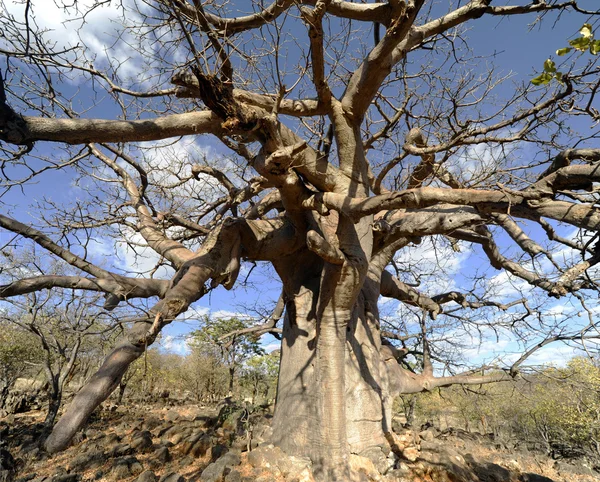 Baum, Baobab — Stockfoto