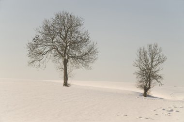 Kış güneş ışığı ağaçlarda