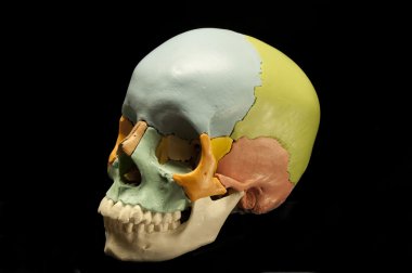 Human skull, model clipart