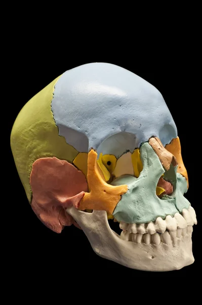 Human skull, model — Stock Photo, Image