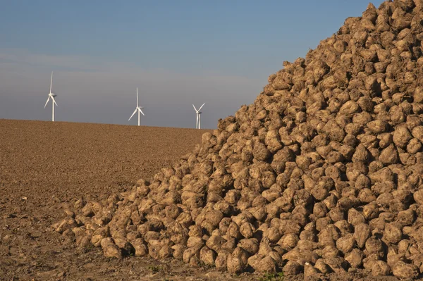 Energie, suikerbieten en windturbines — Stockfoto