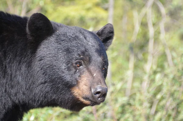 Svartbjörn — Stockfoto