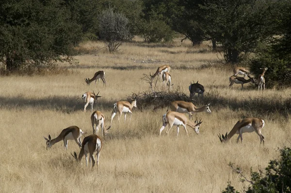 Antilopes — Zdjęcie stockowe