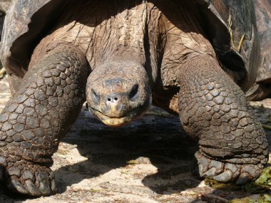 Galápagos Giant Tortoise