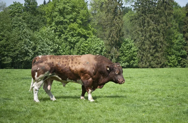 Breeding bull — Stock Photo, Image