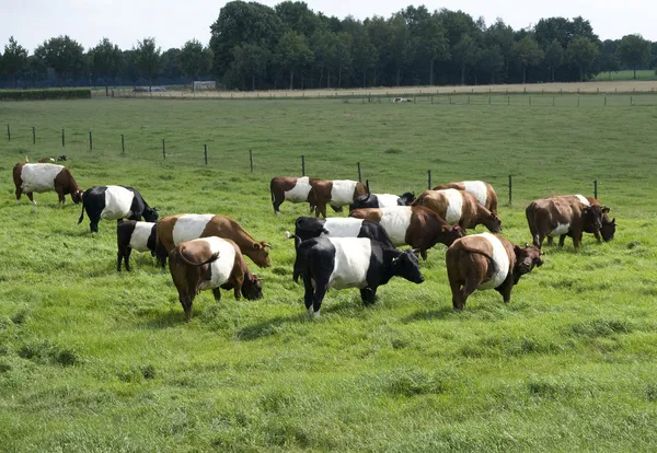 Grazing cattle — Stock Photo, Image