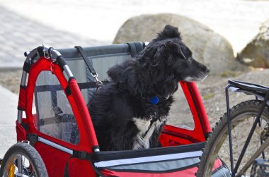 köpek seyahat