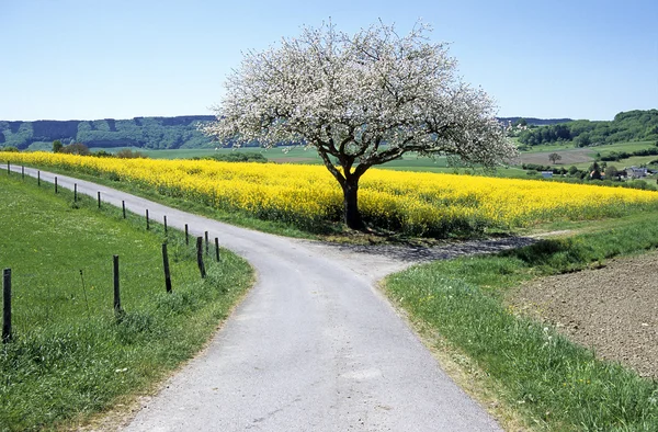 Cross way, bifurcation — Stock Photo, Image