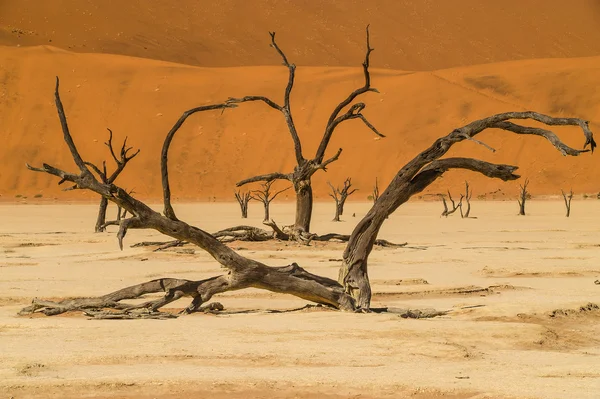 Namibská poušť, sossusvlei, mrtvé stromy — Stock fotografie