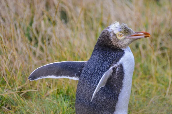 Κίτρινο-eyed πιγκουίνος, Νέα Ζηλανδία Εικόνα Αρχείου