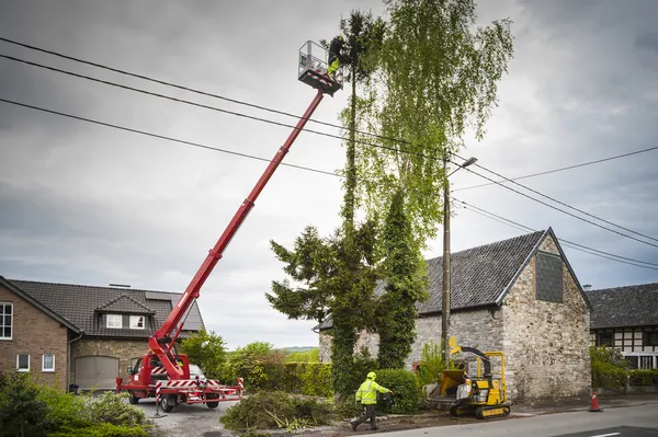 Taille des arbres — Photo